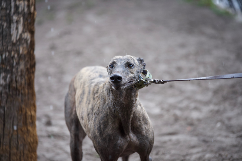 Illustration for article titled Dog Racing Died Without A Funeral